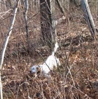 Jenna pointing a Ruffed Grouse.